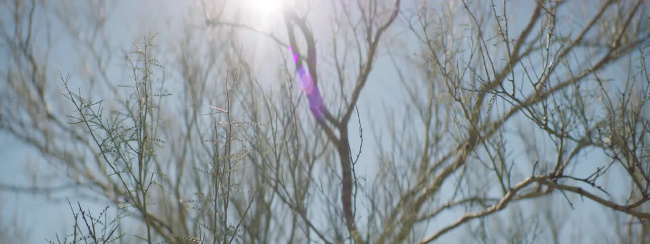 Bare trees sit under the bright sun
