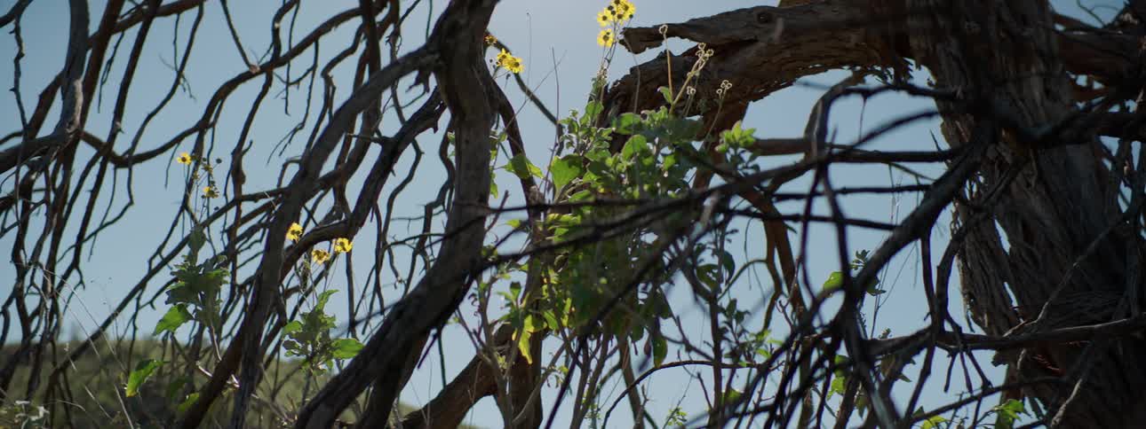 Flowers blooming in a tree