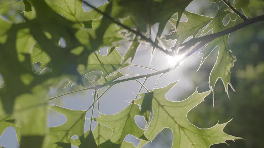 The sun shines through green maple leaves of trees