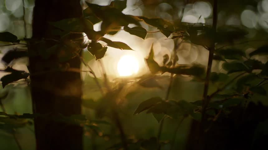 The sun is setting in a forest area