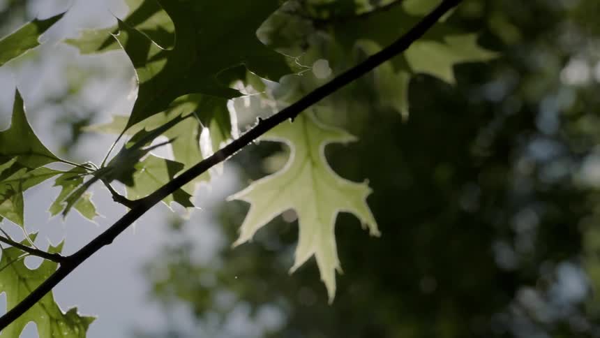 The sun shines through green leaves of trees