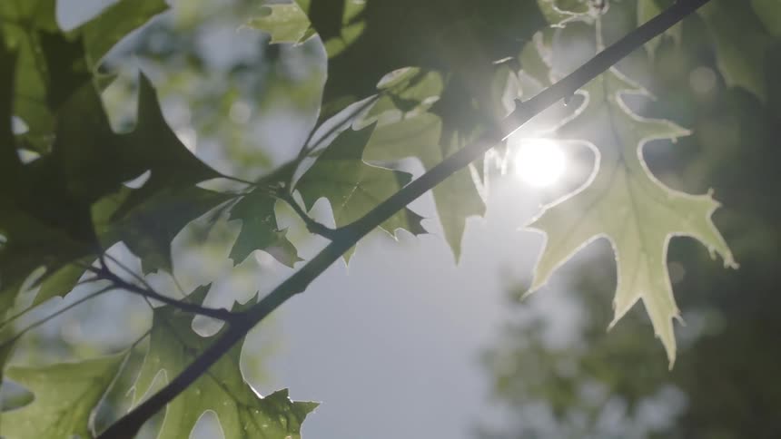 Sunlight shining through the leaves of a thin tree branch