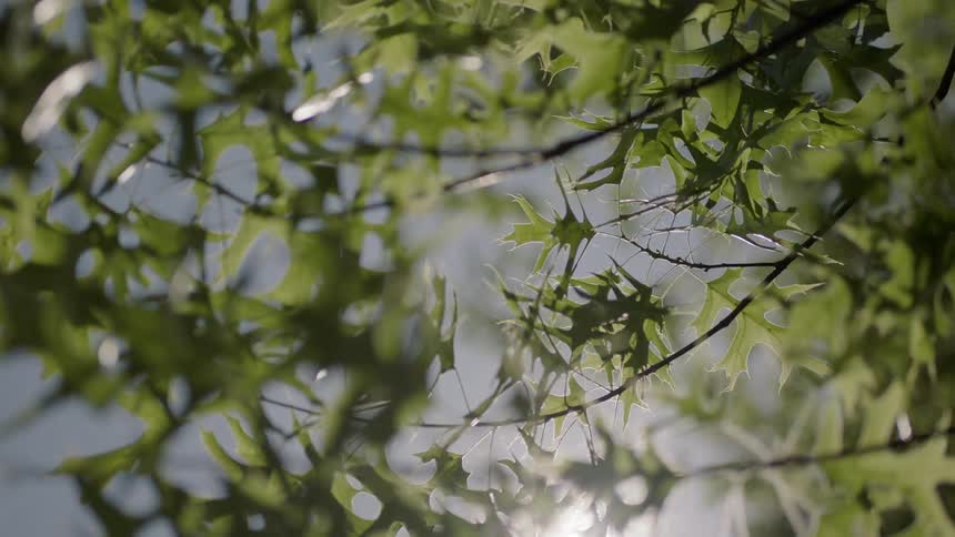 A plant with leaves and branches with the sky trees and the sun in the background