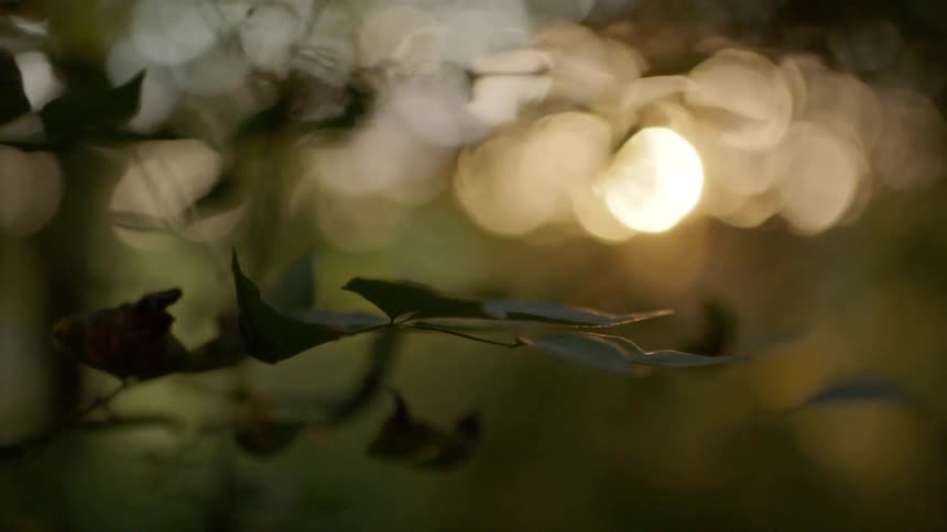 A plant with leaves stem and branches with sunlight in the background