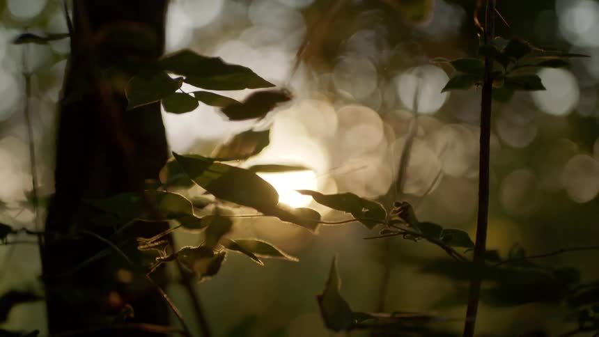 The sun shining through trees