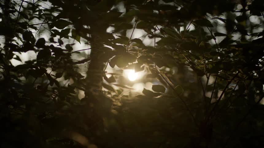 The sun shining through trees