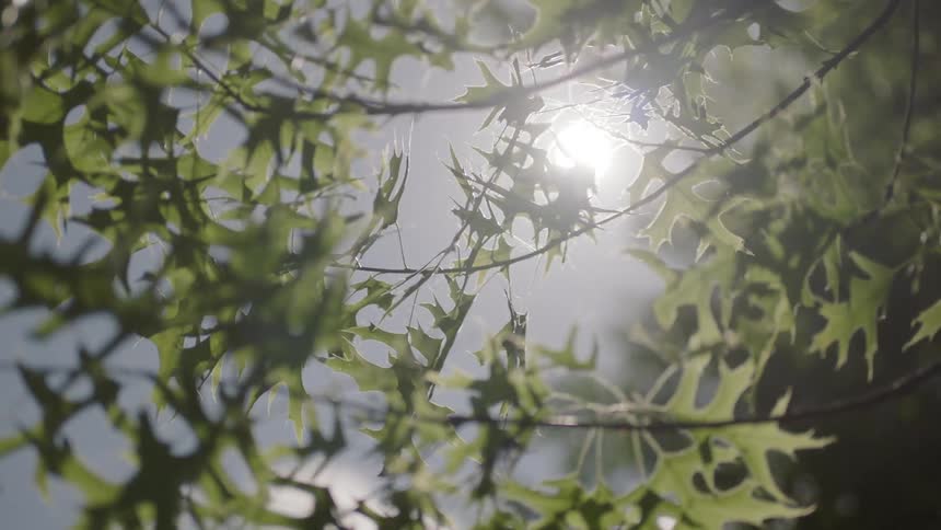 Green leaves hang from a thin branch of a tree under bright sunlight