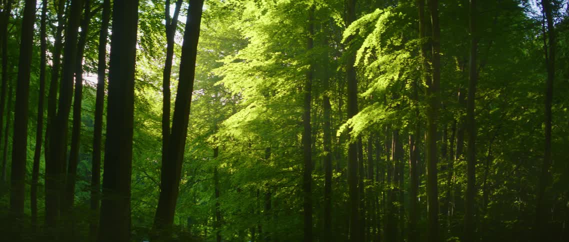 The sun shines into the dark forest