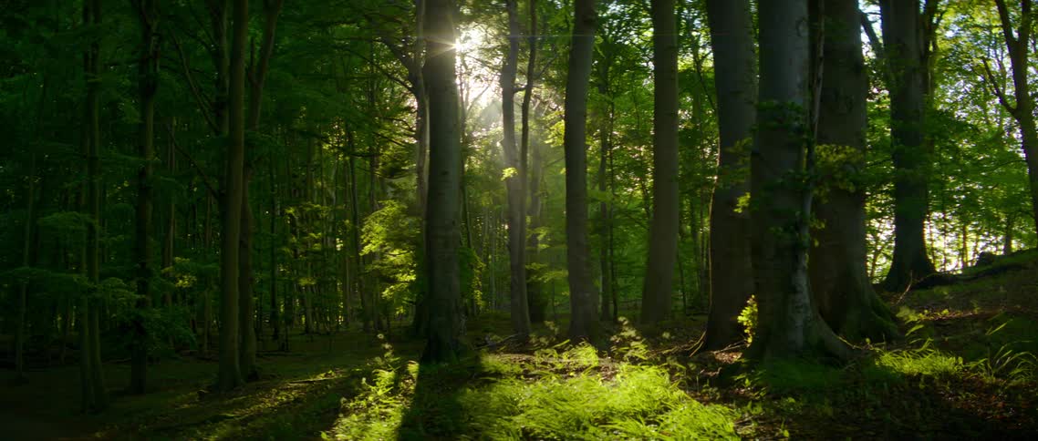 Sunlight shines through tall trees in a forest on a windy day