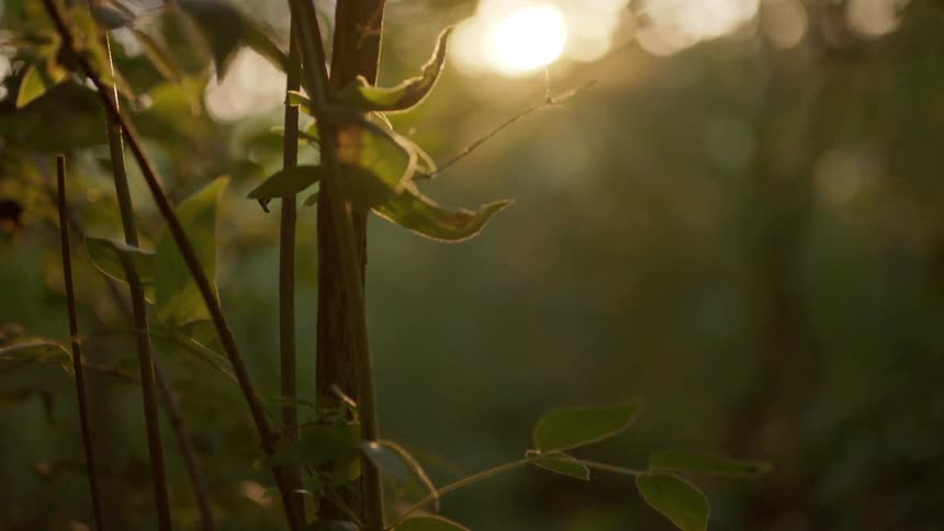 Sun shines back lighting small tree with bright green leaves