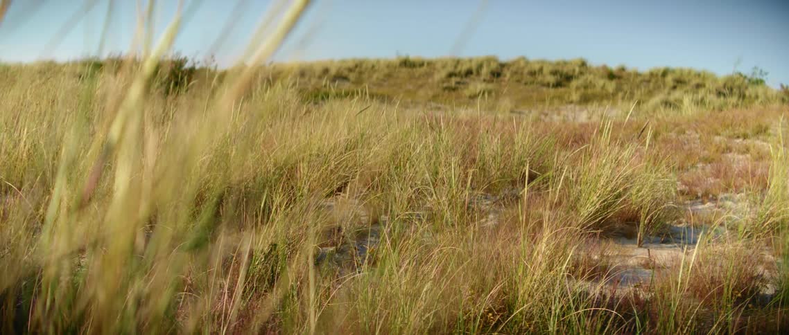 A view of a grassland area is displayed
