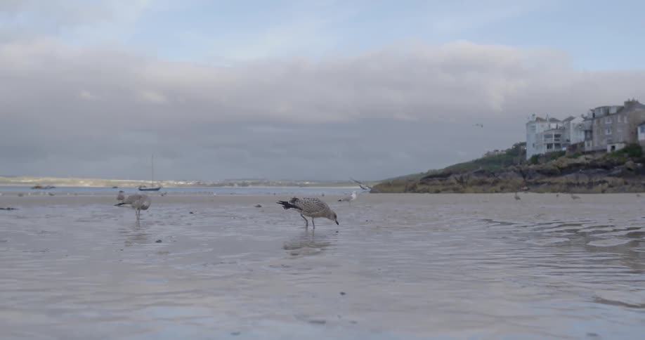 Seagulls stand on a wet beach