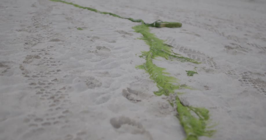 A algae covered rope on the sand