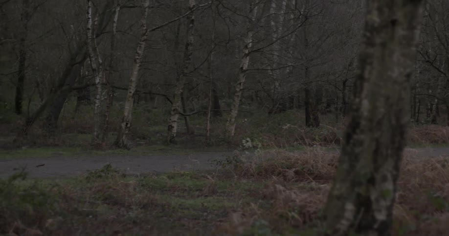 A woman jogging on a path bounded by forest