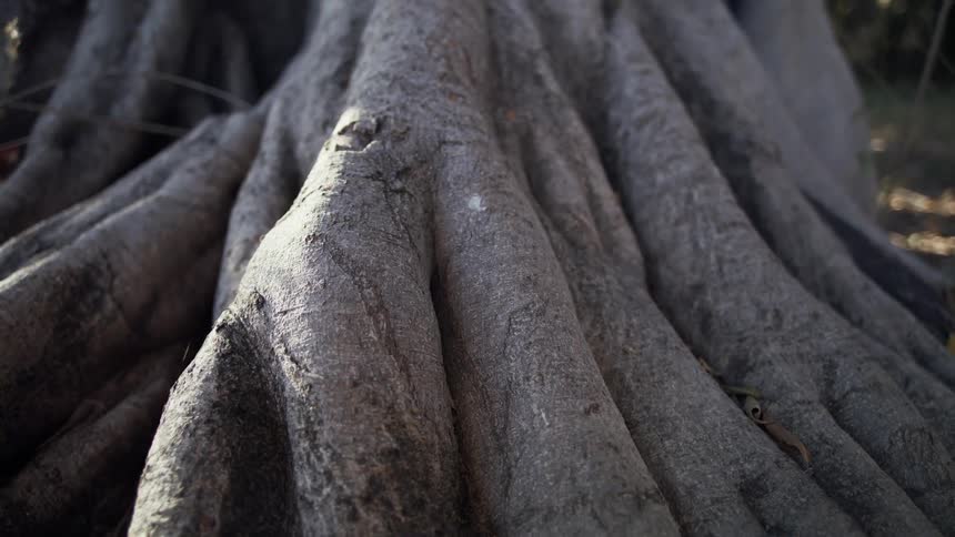 Close up of the thick roots of a tree over the ground