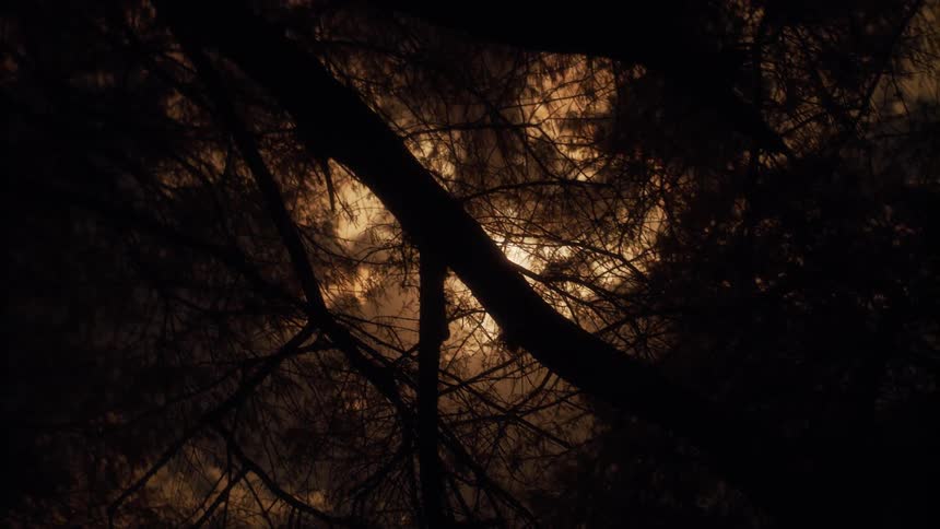 Dark clouds above trees in a forest
