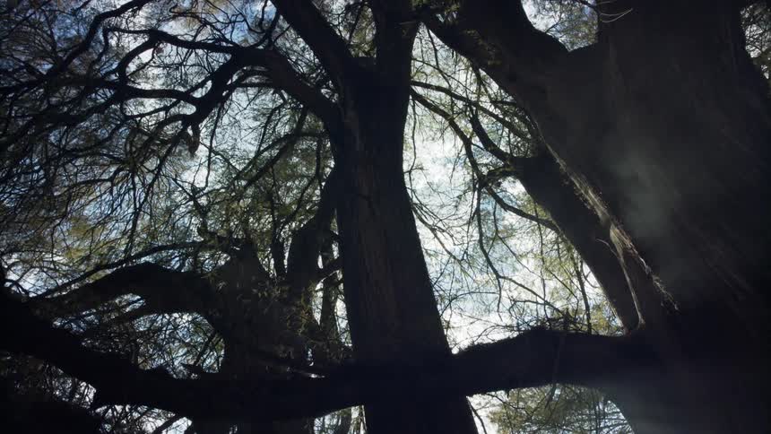 Silhouette of tall trees in the mist at morning