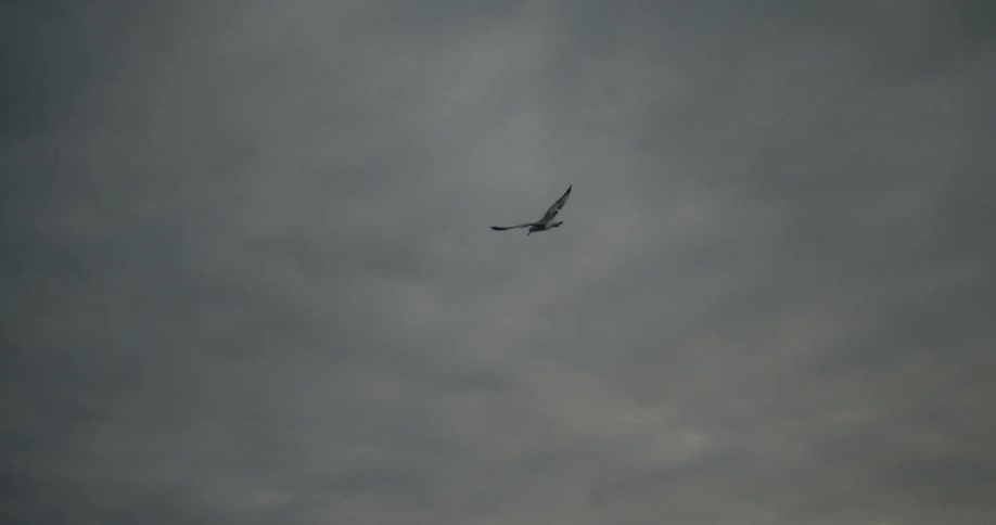 A bird flies under a heavily clouded sky