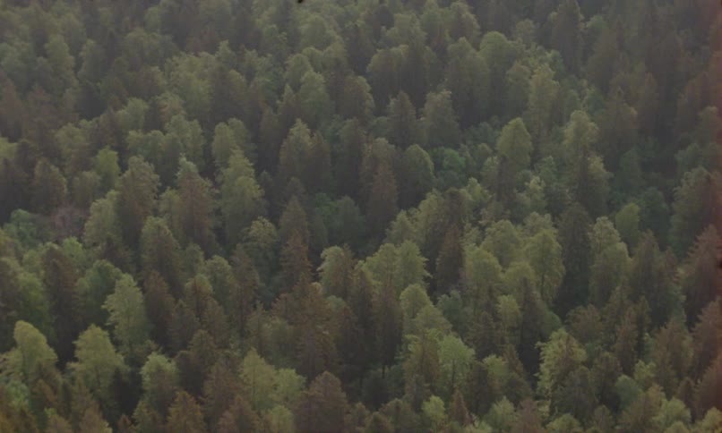 The wind whips around the dense forest