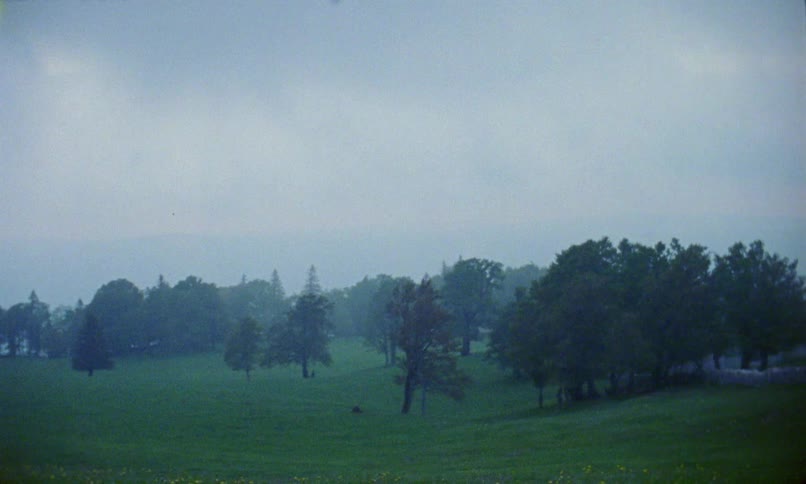 Fog hangs over the tops of the trees in a forested area