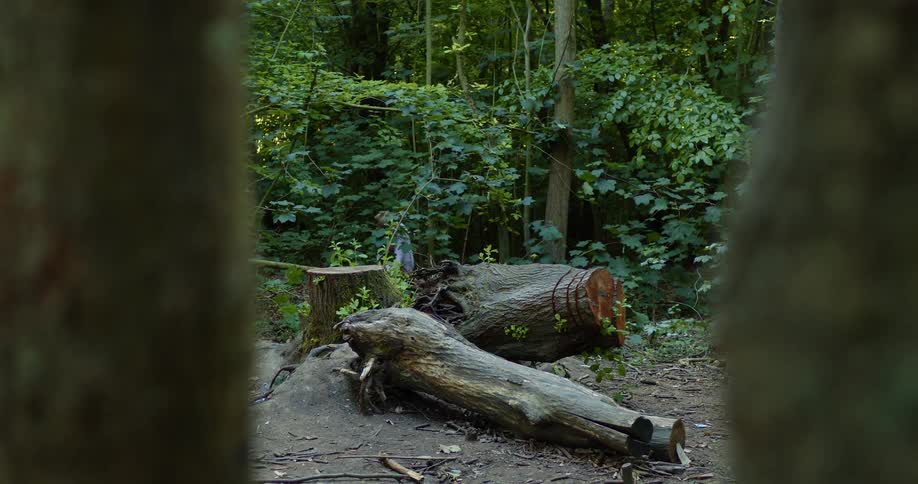 A child is playing in the woods