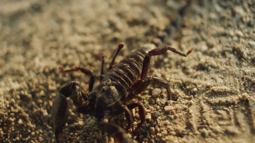 A scorpion crawls through sand