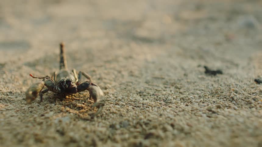 A scorpion is crawling outdoors in the sand