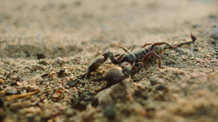 A scorpion is crawling outdoors in the dirt