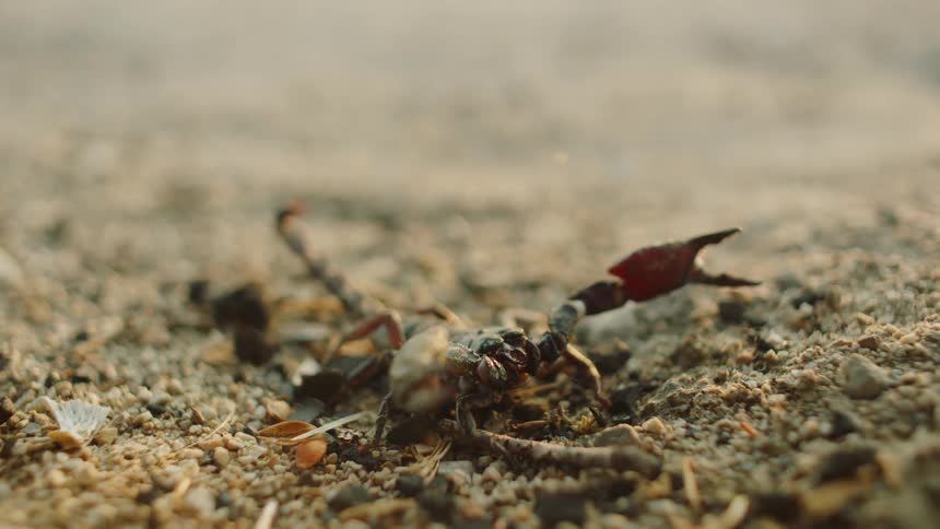A scorpion is moving in the dirt