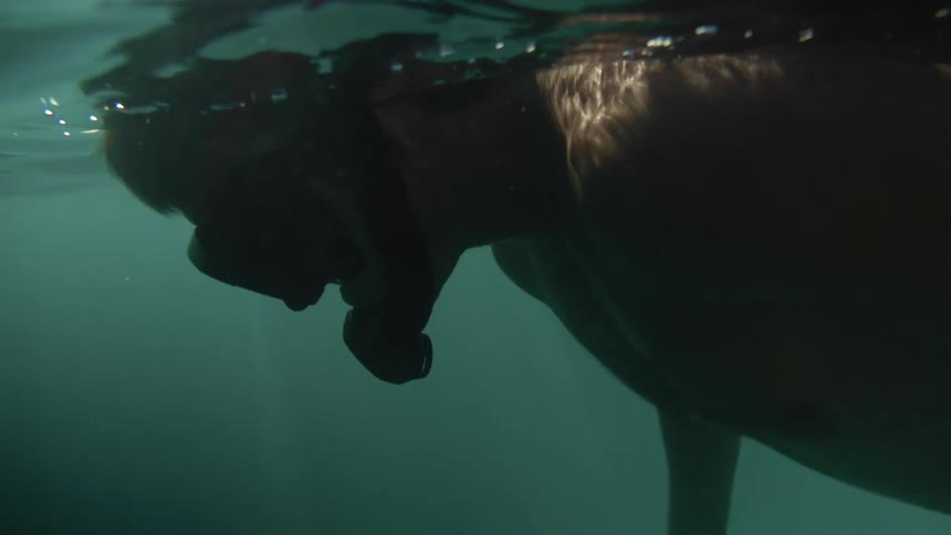 Man wearing goggles swims under the surface of the water