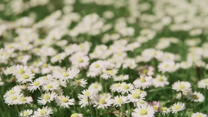 Numerous flowers growing in a field