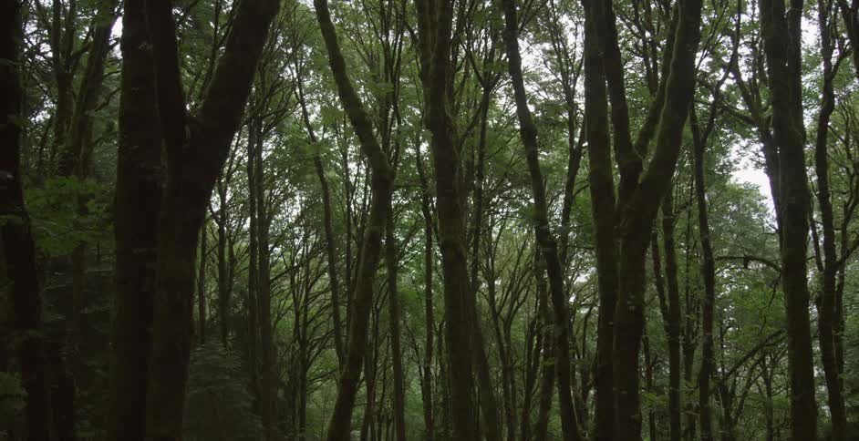 Trees stand tall in the woods