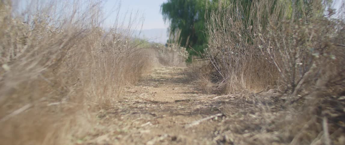 A small trail runs uphill
