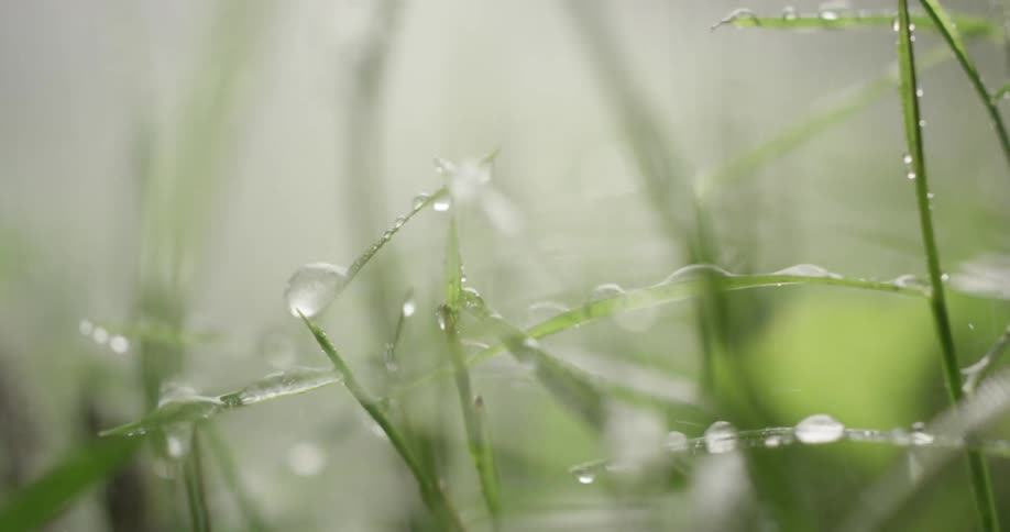 Rain falls on green grass