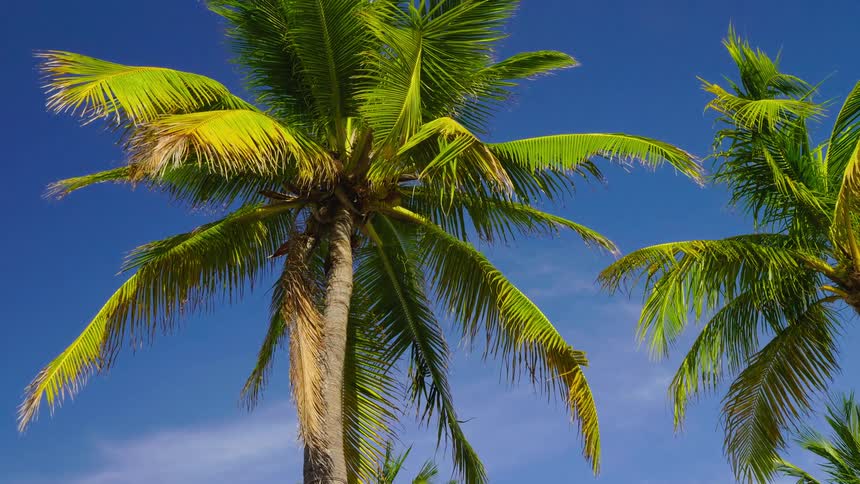 Palm trees outside on a clear summer day