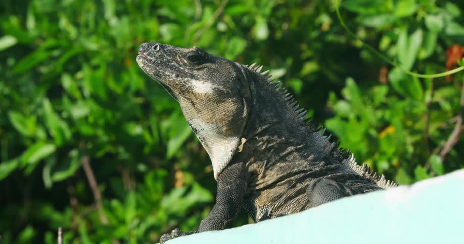 Komodo dragon sits by the trees