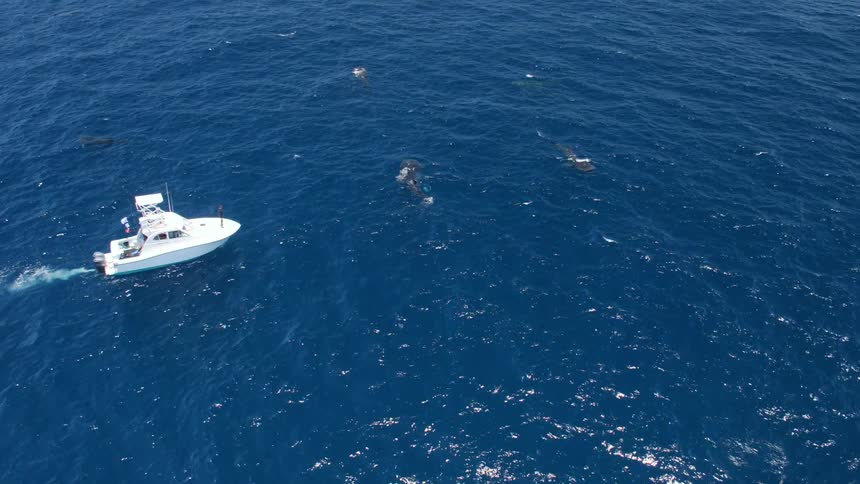 A boat in the ocean next to sharks with the sky and clouds in the background