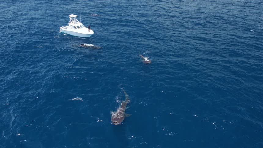 Whale sharks swim near a boat in the ocean