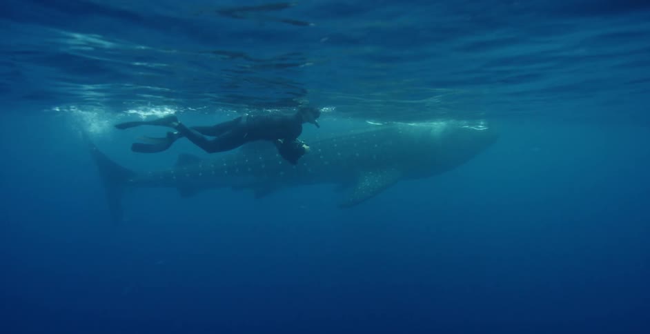 Free diver films a whale shark swimming underwater in the blue ocean waters