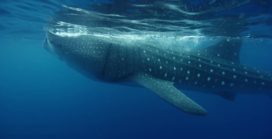 A large shark is swimming under the water
