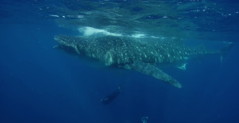A view of under the ocean and sea life is displayed