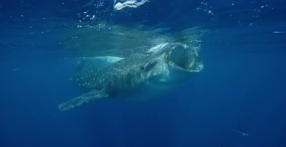Whale Shark swims under the oceans surface