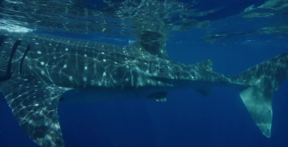 A whale shark swims in the open ocean