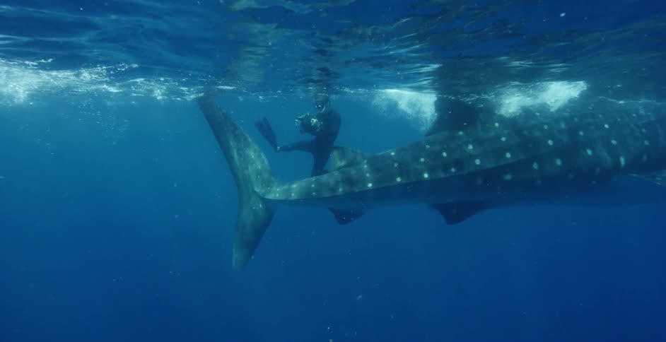 A diver films a whale shark while swimming in the open ocean