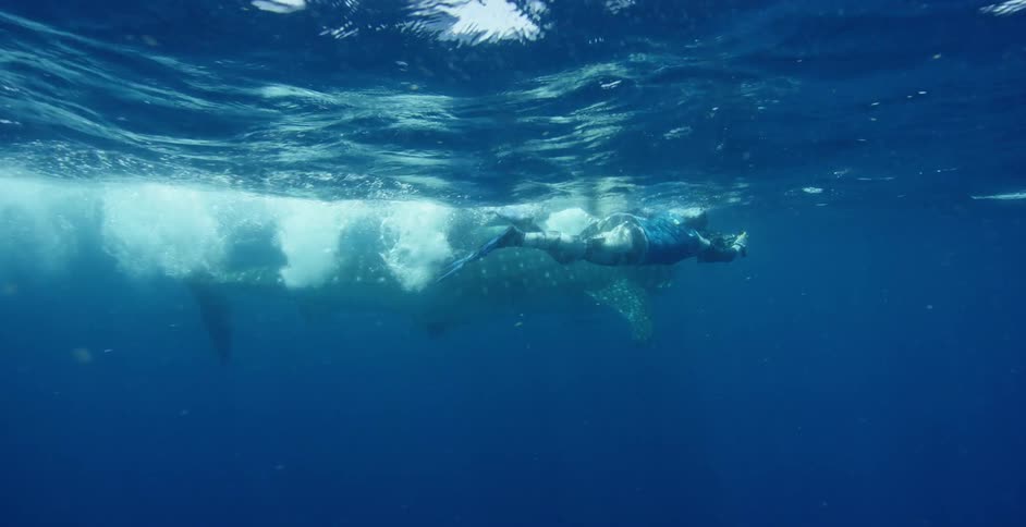 A woman swims alongside a basking shark and takes photographs