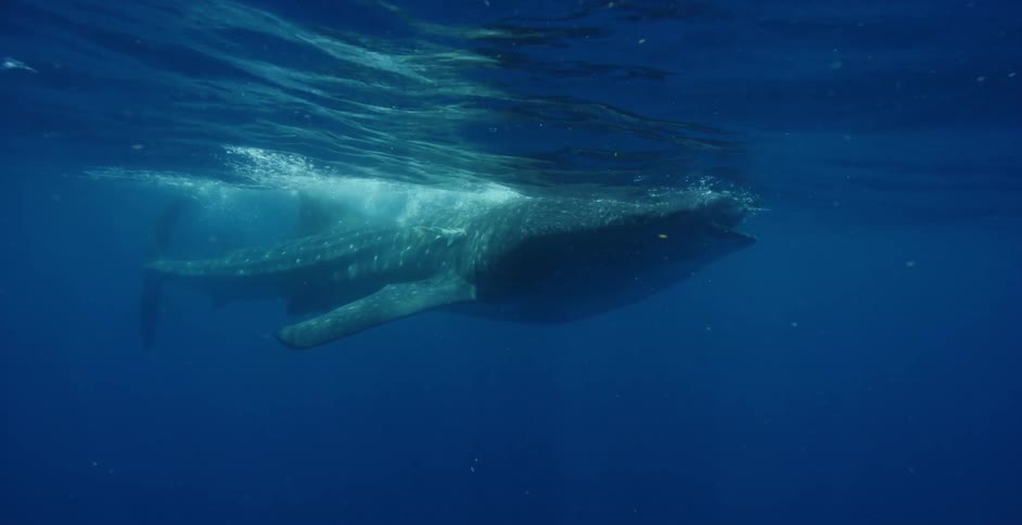 Whale shark swims under the surface of the blue ocean waters