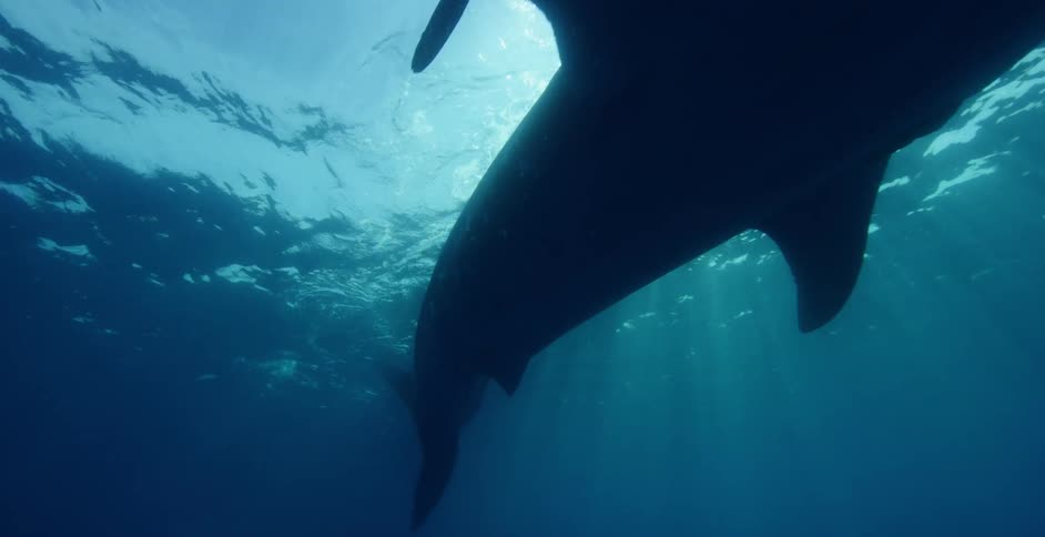 A whale shark swims underwater