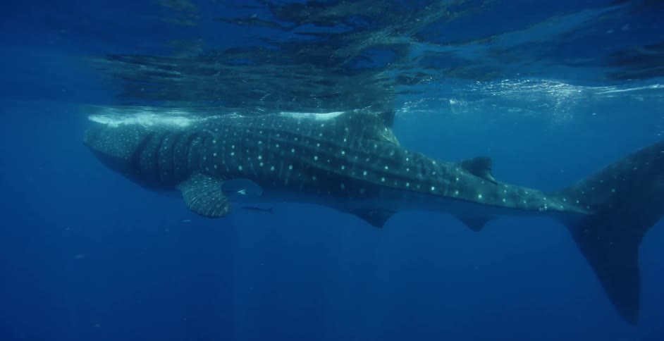 A shark underwater