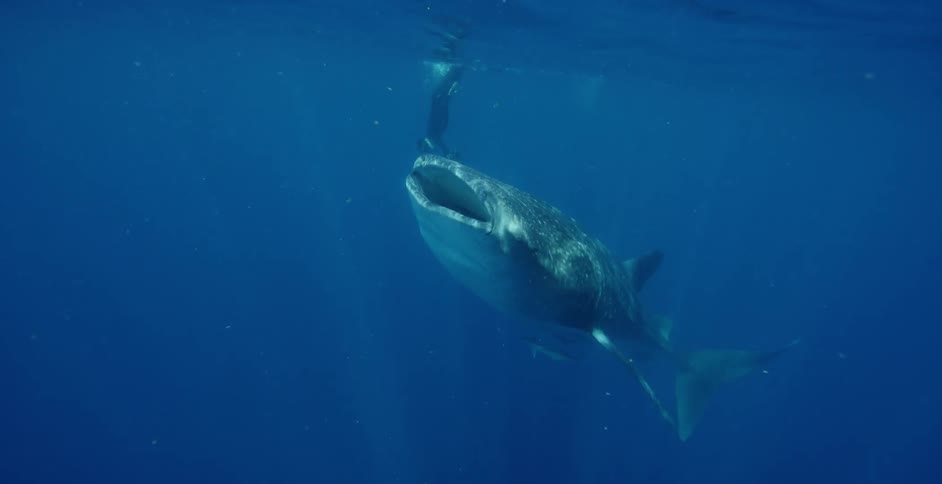 A diver swims under water with a large fish