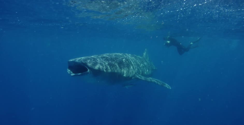 A scuba diver takes photos while swimming above and behind a large shark